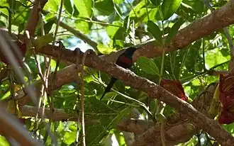 Menieborsthoningzuiger