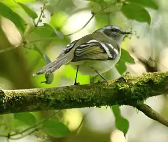 Monniksvliegenpikker