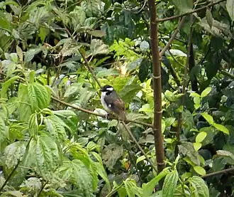 Zwartkapstruikvliegenvanger