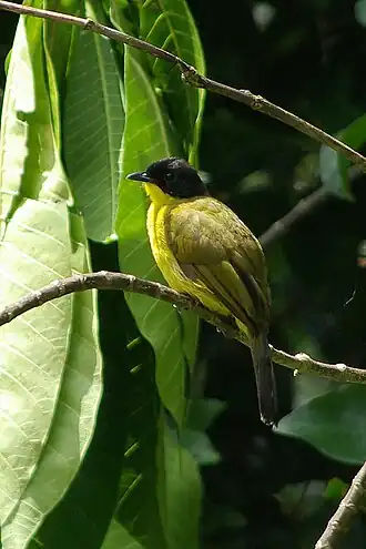 Ceylongoudborstbuulbuul