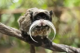 Keizertamarin