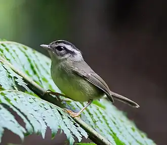 Costa Ricaanse zanger