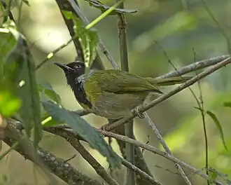 Kivu-apalis
