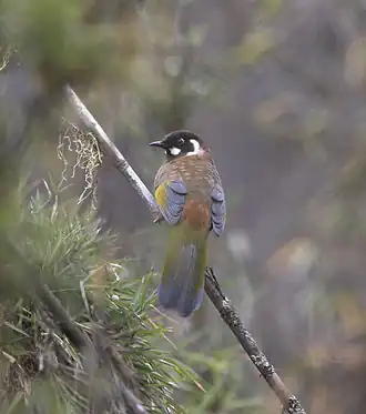 Zwartmaskerlijstergaai