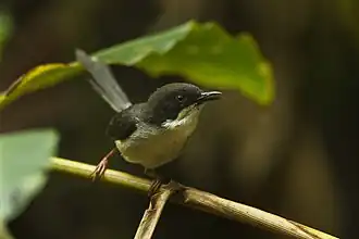 Tanzania-apalis