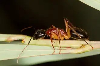 Camponotus nigriceps