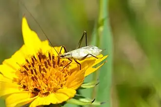 Oecanthus nigricornis