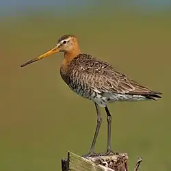Grutto op de uitkijk