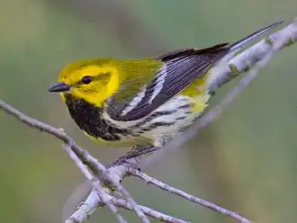 Gele zwartkeelzanger