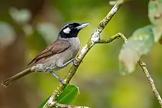 Zwartkeelklauwiermonarch