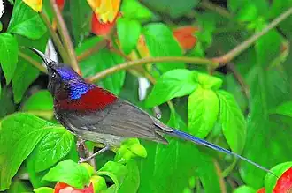 Zwartkeelhoningzuiger