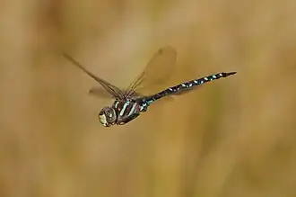 Aeshna tuberculifera