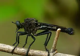 Microstylum albolimbatum
