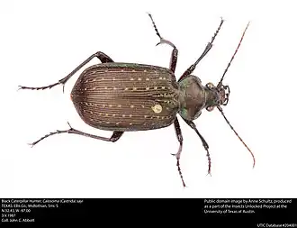 Calosoma sayi