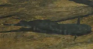 Apteronotus albifrons