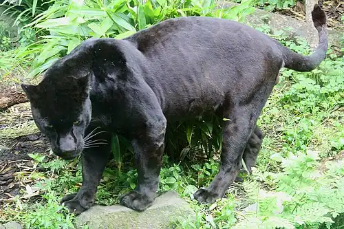 Een melanistische zwarte jaguar (Panthera onca) in Edinburgh Zoo