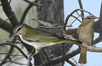 Baardvireo