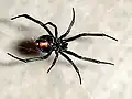 Latrodectus hesperus (vrouwtje)