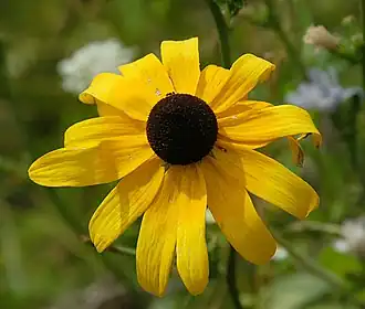 Ruige rudbeckia