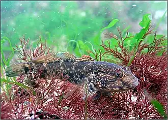 Zosterisessor ophiocephalus