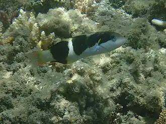 Thalassoma nigrofasciatum