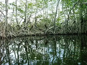 Mangrovebos bij de monding van de Black River