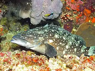Epinephelus howlandi