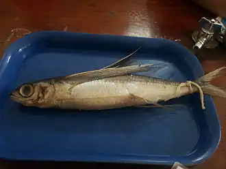 Cheilopogon nigricans