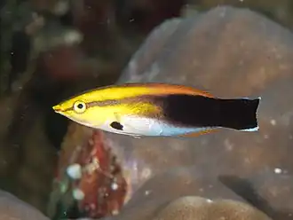 Labroides pectoralis