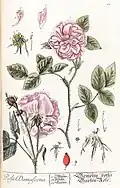 Rosa damascena door Elisabeth Blackwell, 1750