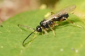 Blacus humilis