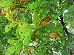 Bladeren aan het begin van de herfst