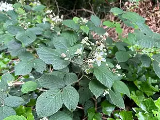 Bladhumusbraam in bloei.