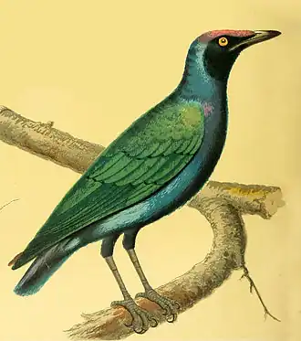 Purperkopglansspreeuw