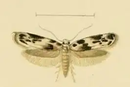 Blastobasis helleri