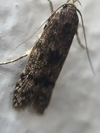 Blastobasis marmorosella