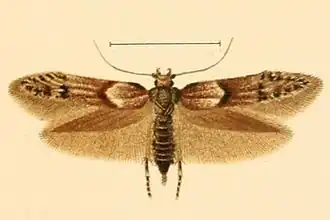 Blastobasis rubiginosella