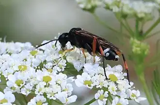 Macrophya diversipes