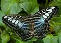 Parthenos sylvia
