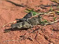 Blauwvleugelsprinkhanen (parend).
