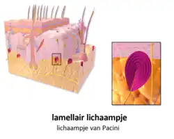 Lichaampje van Pacini