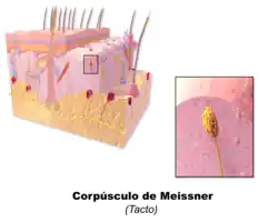Lichaampje van Meissner