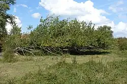 Omgewaaide populier in de Blauwe Kamer