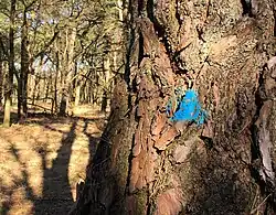 Een grove den, geblest door een spuitbus met blauwe verf.