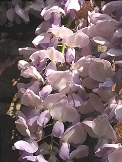 W. sinensis 'Prolific'