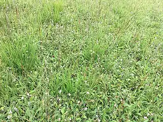 Laat zomeraspect van een blauwgrasland