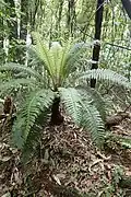 Blechnum discolor