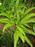 Dubbellloof (Blechnum spicant) in Europa