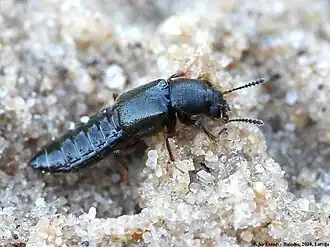 Bledius subterraneus