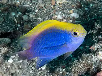 Chrysiptera bleekeri